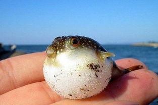 原神最新爆料叔叔的河豚,神秘生物背后的故事与传说